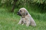 CANE CORSO 1079